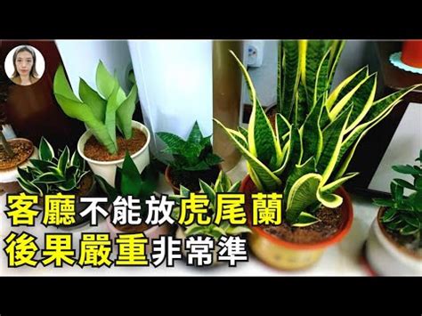 虎尾蘭 招財|【虎尾蘭風水】虎尾蘭風水：解厄化煞、招財興運擺放。